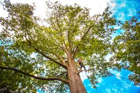 Leaf Removal in Midway, NC