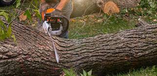 Lawn Renovation and Restoration in Midway, NC