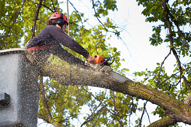 Professional Tree Care in Midway, NC
